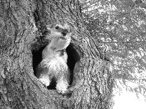 dog, hollow, miniature Schnauzer, trees