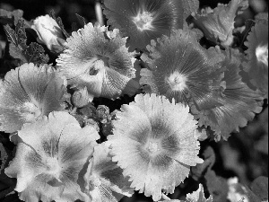 Hollyhocks, color, Flowers