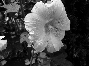 Flowers, Hollyhocks