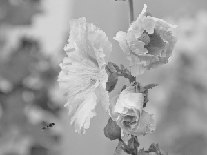 Flowers, pale pink, Hollyhocks