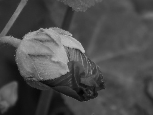 Hollyhocks, bud, pink