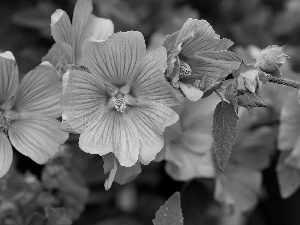 Hollyhocks, Flowers, Pink