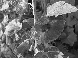 Hollyhocks, Flowers, Red