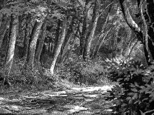 Drawing, Way, Home, forest