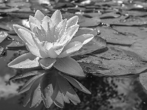 water-lily, Flowers, water, drops, Leaf, Yellow Honda