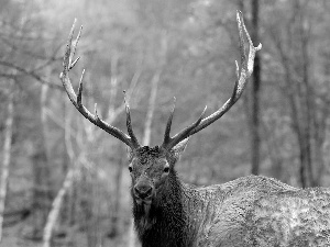 deer, horns