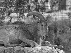 goat, horns