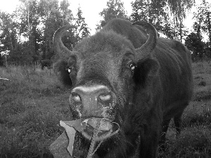 Head, wrapped, horns, Bison