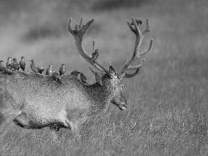 Birds on the log, deer, horns