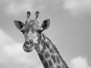 horns, giraffe, neck