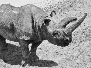 Rhino, horns