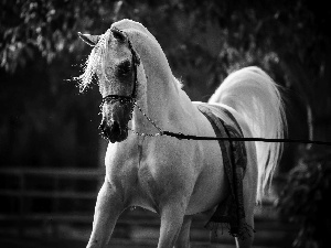 White, bridle, Horsecloth, Horse