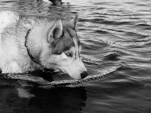 red hot, dog-collar, Husky, water, dog