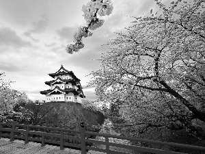 house, Blossoming, cherry