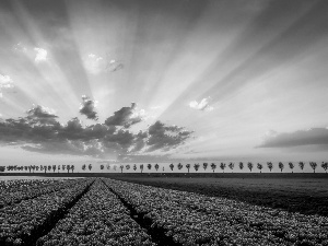Tulip, Field, house, trees, sun, Netherlands, clouds, west, viewes