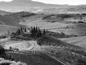 house, trees, Italy, viewes, Tuscany, grass, field, The Hills