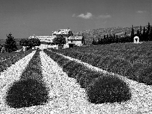 house, Field, lavender