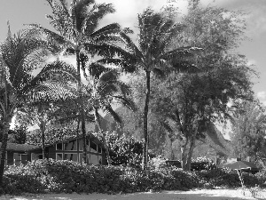 house, Bush, Palms