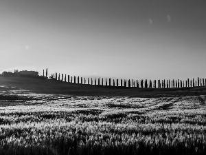 Hill, medows, house, trees, Tuscany, Italy, rays, sun, viewes