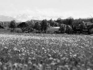 Houses, Spring, puffball, Mountains, medows