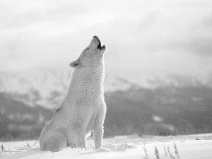 winter, Wolf, howl, White