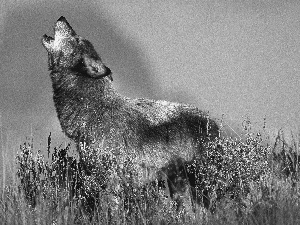 Wolf, howl