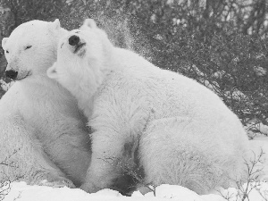 hugging, bears, polar