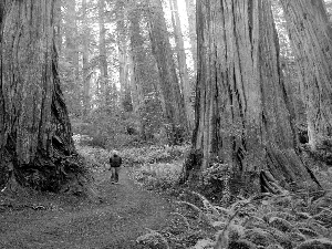 forest, State of California, fern, Redwood National Park, The United States, redwoods, Human