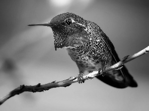 humming-bird