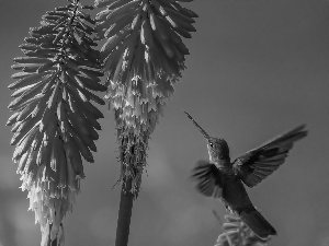 humming-bird, Flowers