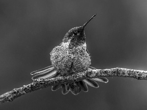 twig, Bird, humming-bird