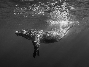 Humpback Whale, Ocean