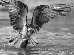 hunt, osprey, water