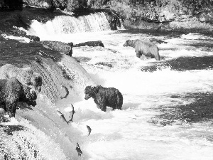 hunt, bear, waterfall