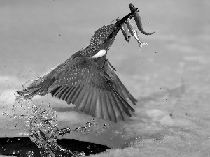 Hunting, kingfisher, during