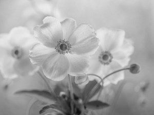 White, Anemone Hupehensis