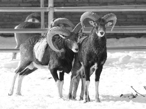 Hurdle, mouflon, snow
