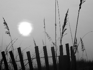 west, grass, Hurdle, sun