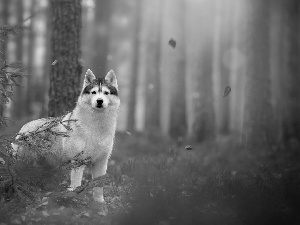 trees, viewes, Siberian Husky, forest, dog