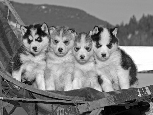 four, hammock chair, Husky, Puppies