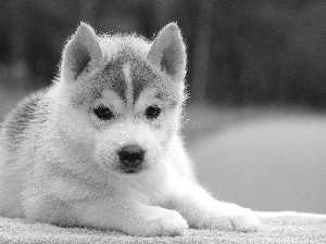 Puppy, Husky