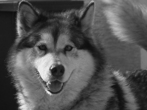 dog, Alaskan Malamute