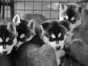 puppies, Siberian Husky