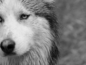 wet, Siberian Husky