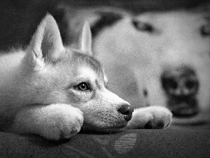 young, Siberian Husky