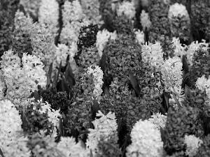 Hyacinths, Flowers, color