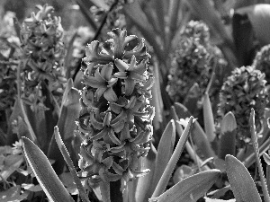 Hyacinths, beatyfull, purple