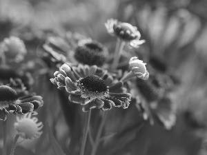 Helenium Hybridum, Flowers, rapprochement, Red