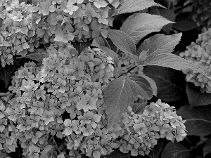 Blue, hydrangea