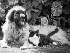 dog, Flowers, hydrangea, cat